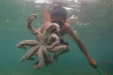 Suku Bajo Menangkap Gurita