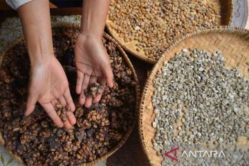 Wisata mengenal kopi luwak di Batang Palupuh