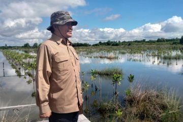 BRGM bakal terapkan "silvofishery" mangrove di Kalimantan Utara