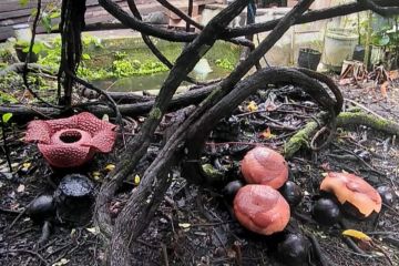 Dua individu bunga rafflesia mekar di halaman warga Agam