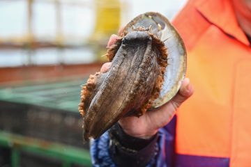 Potret kesibukan nelayan tingkatkan pembiakan abalon di Fujian, China