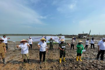 PLN UID Banten tanam 5.000 mangrove bantu lestarikan lingkungan