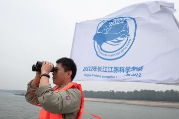 China tingkatkan perlindungan mamalia langka di Sungai Yangtze