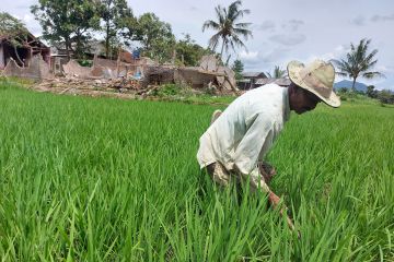 Petani Cianjur korban gempa masih trauma kembali ke sawah