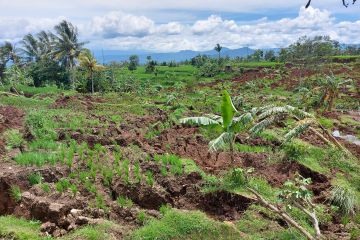 317 hektare lahan sawah di Cianjur rusak akibat gempa