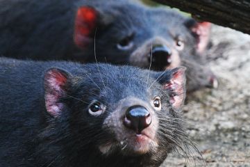 Tasmanian Devil terancam punah tampil perdana di Safari Singapura