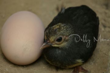 TNBNW di Gorontalo punya empat lokasi peneluran burung maleo