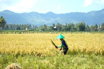 Produksi padi Gorontalo diperkirakan meningkat 6,5 persen