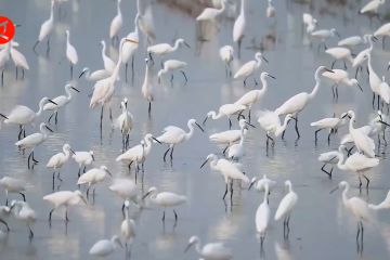 Ada 238 spesies burung muncul di Danau Baiyangdian, China