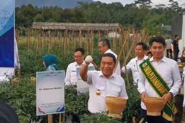 Cegah inflasi, Pj Gubernur Banten panen & tanam cabai di Pandeglang