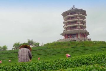 Industri teh percepat pembangunan perdesaan di Meitan, China