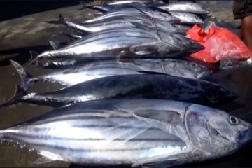 KKP: Tingkatkan konsumsi ikan sebagai investasi bagi bangsa