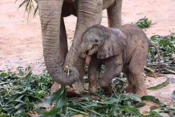 Lima bayi gajah Afrika lahir di Qingyuan, China