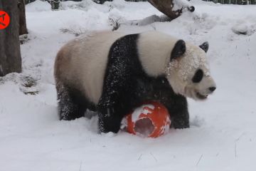 Melihat panda raksasa bermain salju di Heilongjiang