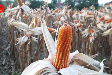 Mentan SYL sebut jagung dapat jadi primadona setelah beras