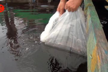 Pemkot Palangka Raya tebar 7 ribu benih ikan ke Danau Sebangau