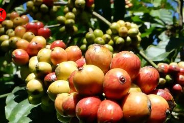 Pemupukan berimbang tingkatkan produktivitas kopi Gemawang