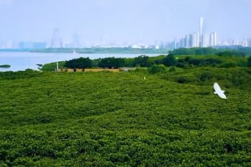 Pusat Mangrove Internasional pertama di dunia akan dibangun di China