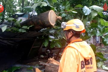 Hujan deras & angin kencang di Jember tumbangkan pohon & timpa warung