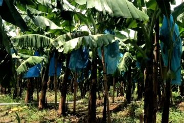 Petani di Majalengka panen raya perdana pisang cavendish