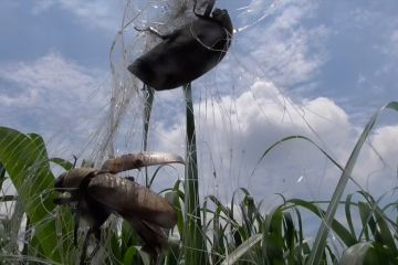 Saat petani tebu berjibaku dengan endemi hama uret