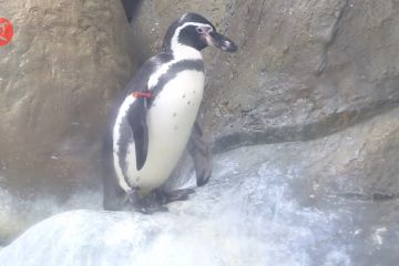 Kebun binatang di Mumbai sambut kelahiran tiga bayi penguin