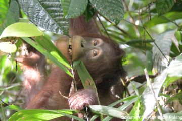 Tiga Orangutan kembali dilepasliarkan di Taman Nasional BBBR Katingan