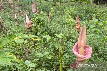 Tumbuhan Armorphophallus ditemukan di hutan hujan tropis Kalsel