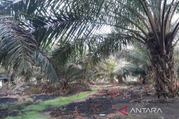 Mukomuko usulkan pemusnahan 500 hektare sawit di hutan