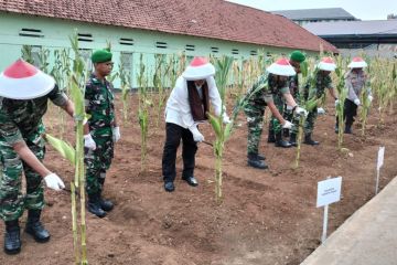 Pusbekangad lakukan panen raya ribuan batang jagung di Jakarta Pusat