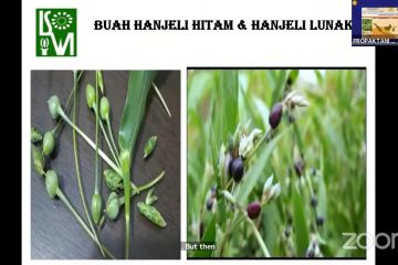 Komoditas hanjeli dinilai bisa jadi alternatif pangan pokok