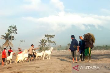 Petugas dan warga evakuasi hewan ternak di zona merah bencana Semeru