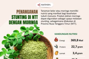 Penanganan stunting di NTT dengan moringa