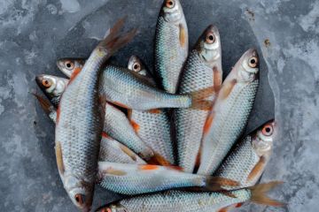 Pakar: Konsumsi ikan yang cukup pada ibu hamil bisa cegah stunting