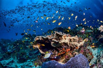 BRIN lakukan riset bioprospeksi laut eksplorasi sumber daya laut dalam