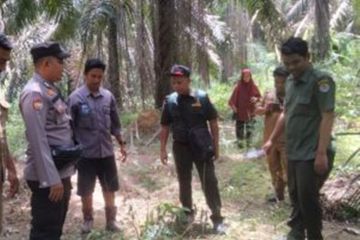 BBKSDA Riau mitigasi laporan ternak mati diduga dimangsa harimau