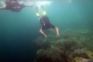 Wisata bawah laut Wakatobi