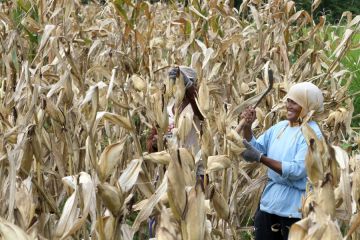 Mengintip panen jagung di Indonesia