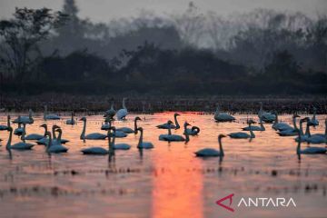 Migrasi burung ke Danau Dongting saat musim dingin tiba