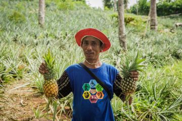 Melirik potensi nanas menjadi selai premium di Labuan Bajo