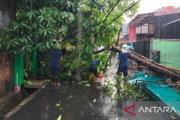 Gulkarmat Jaktim evakuasi tujuh pohon tumbang akibat angin kencang