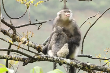 Yunnan pamerkan keberhasilan konservasi spesies berpopulasi sangat kecil