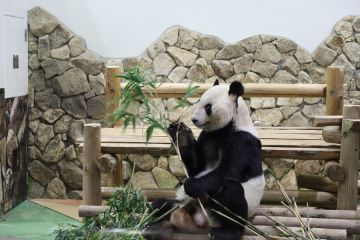 Panda raksasa Eimei jadi utusan persahabatan China dan Jepang