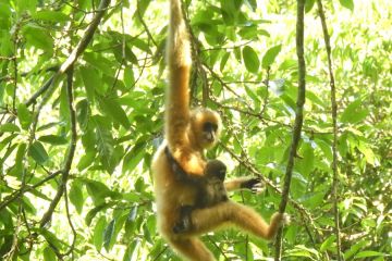 Pembangunan taman nasional bantu naikkan populasi owa langka di China