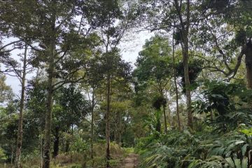 Lampung lakukan pengukuran batas hutan