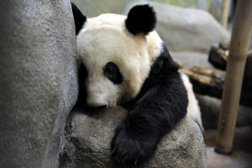 Sepasang panda raksasa kembali ke China setelah dua dekade di AS