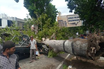 DLH Mataram sebut Jalan Langko jadi kawasan rawan pohon tumbang