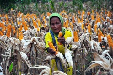 Bapanas ingin Bulog segera penuhi stok 250 ribu ton cadangan jagung