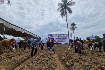 Rachmat Gobel uji coba tanam singkong organik bantu ketahanan pangan