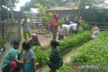 Sudin KPKP Kepulauan Seribu panen sayur  bersama warga Pulau Sabira